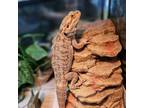 Adopt Curly Fries a Bearded Dragon