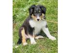 Adopt Bailey a Australian Shepherd, Rough Collie