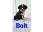 Adopt Bolt a Aussiedoodle