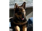 Adopt Stout a German Shepherd Dog