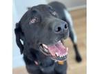Adopt Oakley a Black Labrador Retriever