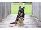 Adopt Tidus a German Shepherd Dog