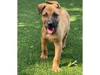 Adopt Lucky Day a German Shepherd Dog, Boxer