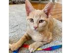 Adopt Matty a Domestic Short Hair