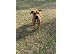 Adopt Magnum a American Staffordshire Terrier, Mastiff