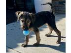 Adopt Liam a Wirehaired Terrier