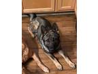 Adopt Luke a German Shepherd Dog