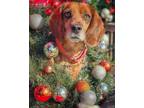 Adopt Dave a Beagle