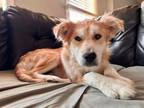 Adopt Bridge a Mixed Breed