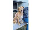 Adopt Romeo a Labrador Retriever, Retriever