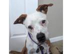 Adopt Yabba a Terrier, Mixed Breed