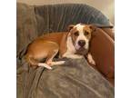 Adopt Frampton a Terrier, Mixed Breed