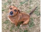 Adopt Trapeze a Beagle, Mixed Breed