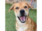 Adopt Miller a Labrador Retriever, Mixed Breed