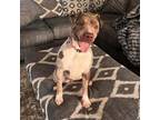 Adopt Asteroid a Catahoula Leopard Dog, Shar-Pei