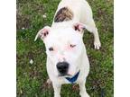 Adopt Popeye a Terrier, Mixed Breed