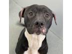 Adopt Kevin a Pit Bull Terrier, Mixed Breed