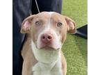 Adopt Cheddar a Pit Bull Terrier, Mixed Breed