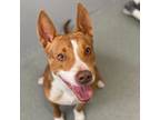 Adopt Nacho a Carolina Dog, Mixed Breed