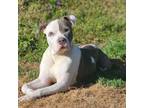 Adopt Weston a Pit Bull Terrier, Mixed Breed