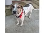 Adopt Toby a Treeing Walker Coonhound, Beagle