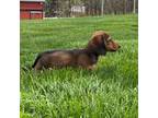 Dachshund Puppy for sale in Dundee, OH, USA