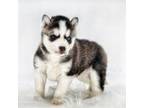 Siberian Husky Puppy for sale in Barnesville, PA, USA