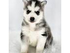 Siberian Husky Puppy for sale in Barnesville, PA, USA