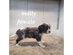 Mutt Puppy for sale in Erie, IL, USA