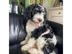 Mutt Puppy for sale in Grandview, TX, USA