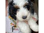 Mutt Puppy for sale in Grandview, TX, USA
