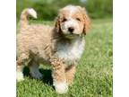 Goldendoodle Puppy for sale in Canon, GA, USA