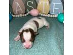 Chocolate Merle yorkie girl