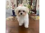 Maltese Puppy for sale in Stantonville, TN, USA