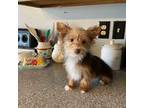 Yorkshire Terrier Puppy for sale in Stantonville, TN, USA