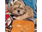 Lhasa Apso Puppy for sale in Scottsdale, AZ, USA