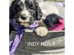 Indy Nova