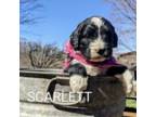 Scarlett Adopted