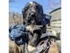 Sully Adopted