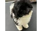 Maltipoo Puppy for sale in Eatonton, GA, USA
