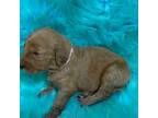 Goldendoodle Puppy for sale in Raleigh, NC, USA