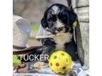 Tucker