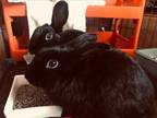 Adopt Darcy & Jetta (South Surrey) a Bunny Rabbit