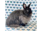 Adopt Fuzz a Bunny Rabbit, Jersey Wooly