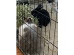 Adopt Coco & Oreo a Angora Rabbit, Havana
