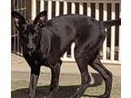 Adopt Jasmine a Belgian Shepherd / Malinois, Italian Greyhound