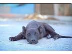 Adopt Animal Planet - Grace a Labrador Retriever, Belgian Shepherd / Malinois