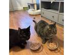 Adopt Cookie & Coobey a Domestic Short Hair