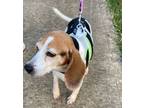 Adopt Maggie a Beagle