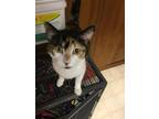 Adopt Sabrina a Domestic Short Hair